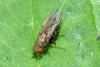 Notiphila sp.